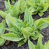Deer Tongue - Amish Leaf Lettuce Seeds - 4 Oz