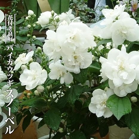 Amazon バイカウツギ スノーベル 3号ポット苗 挿し木 ハナヒロバリュー 鉢