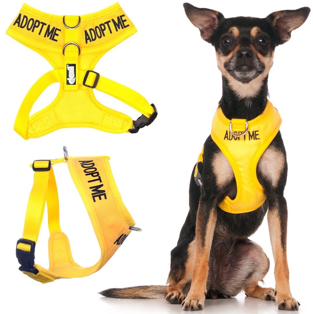 Dexil ADOPT ME (I Need A New Home) Yellow Colour Coded Non-Pull Front and Back D Ring Padded and Waterproof Vest Dog Harness PREVENTS Accidents By Warning Others Of Your Dog In Advance (XS)