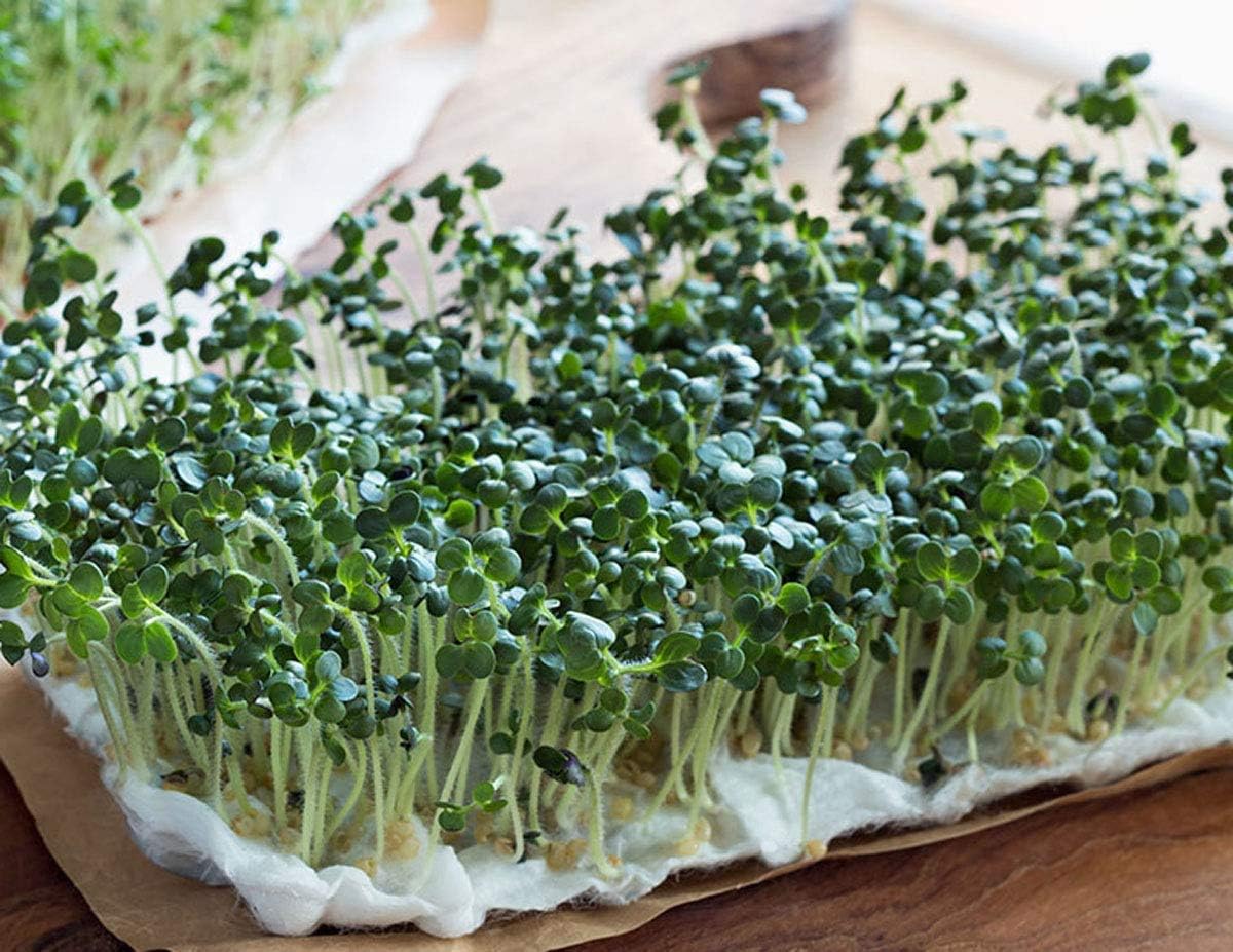 12 oz Broccoli, Non-GMO Seeds, Sprouting Sprouts Microgreens, Pure Seed, Country Creek LLC. Brand.: Garden & Outdoor