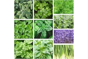 Organic Herb Seeds Variety Pack 10 Individual Packs Non-GMO, Heirloom Seeds for Planting for Outdoor or Indoor Hydroponic Her