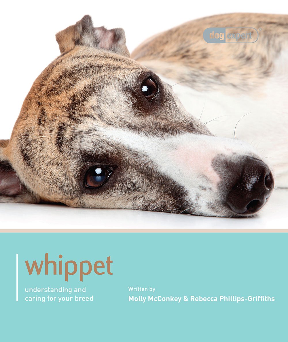whippet care