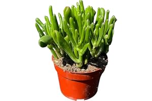 Crassula Ovata Ladyfingers - The Jade Plant or Money Plant, Crassulaceae, Real Live Plant, Succulent Collection, Unique Succu