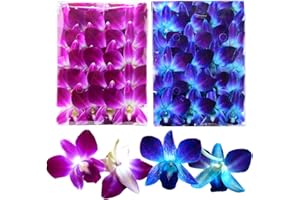 Miami Fresh Orchid Flower OrchidClubUSA Sunne Tropical Loose Bloom DIY Lei food drink decoration 50/50 PAIR (Purple + Blue)