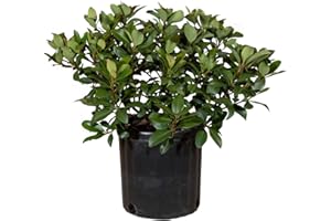 PLANTS BY MAIL Snow White Indian Hawthorn (2.5 Gallon) White Blooming Evergreen Shrub - Full Sun Live Outdoor Plant