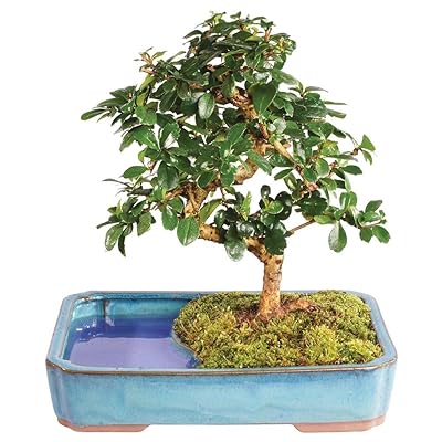 Brussels Bonsai Live Fukien Tea Indoor Bonsai Tree - Nigeria | Ubuy