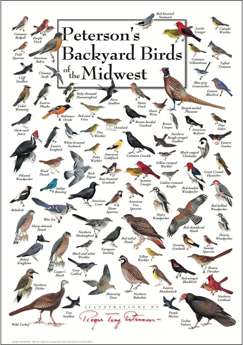 Breathtaking Photos Of Backyard Bird Ideas Laorexa