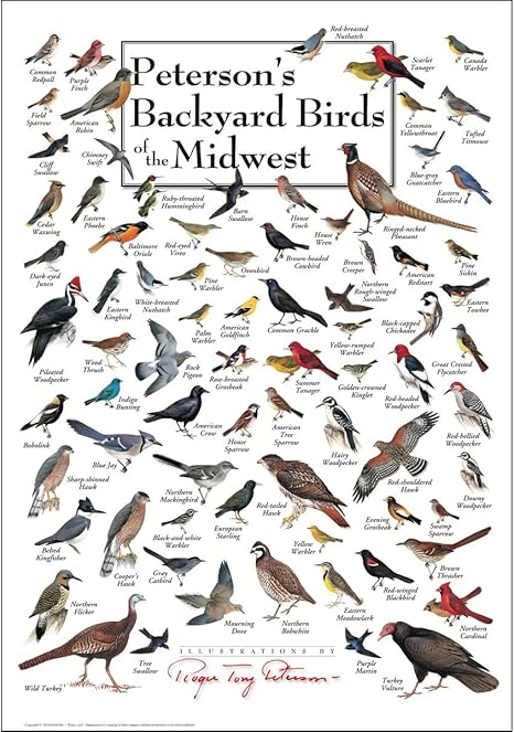 Amazon Com Earth Sky Water Poster Peterson S Backyard Birds