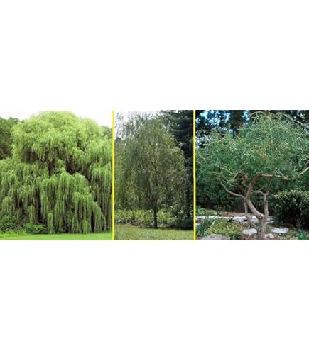 ☆新品未使用 WillowTree Around you☆╰(*´︶`*)╯♡ WILLOW TREE THANK YOU | CARDSMART IN BUFFALO, NY - CardSmart
