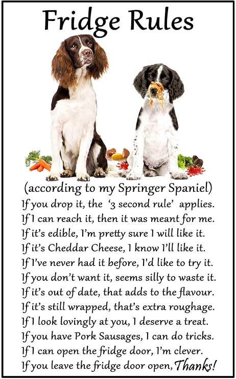 springer spaniel size