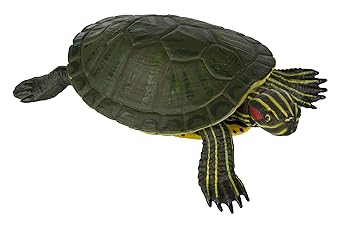 purchase turtle pet