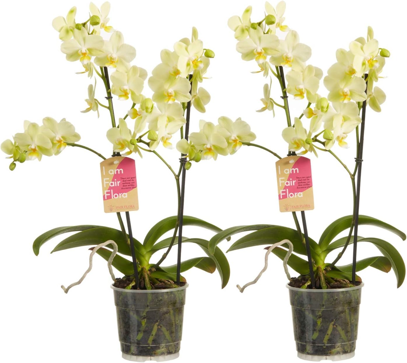 Duo of Orchids (Yellow) | Phalaenopsis Multiflora | Flower Plant | Indoor Plant | Height 50 cm | Pot 12 cm | Easy Care | Fair Production