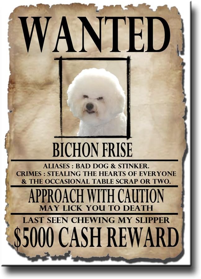 funny bichon