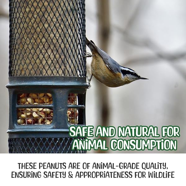 SNEAKY MANGO – RAW PEANUTS IN SHELL – 10 POUNDS – ALL-NATURAL FOOD FOR SQUIRRELS, DEER, BIRDS, AND OTHER WILDLIFE ANIMALS – GROWN IN THE USA FOR HEALTHY NUTRITION