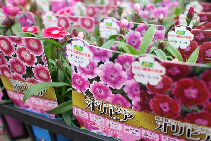 花苗 まとめ買い 四季咲きコンパクトナデシコ オリビア おまかせ4ポット 3寸苗 送料込価格 花 Amazon