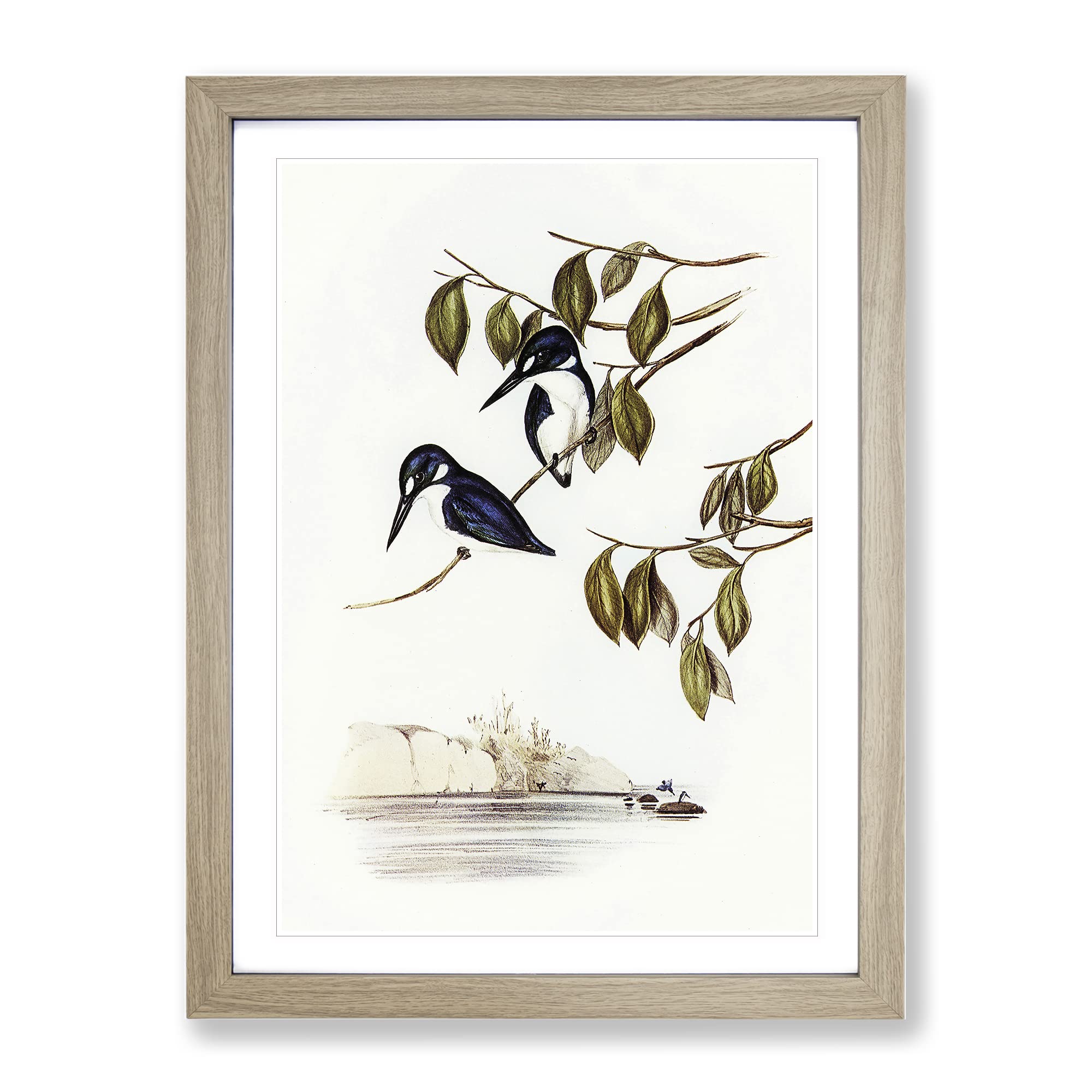Little Kingfishers By Elizabeth Gould Vintage Framed Wall Art Print, Ready to Hang Picture for Living Room Bedroom Home Office Décor, Oak A4 (34 x 25 cm)