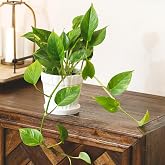 Succulents Box Pothos 'Golden' &ndash; Live Variegated Succulent Succulent, 6" Cow Pot