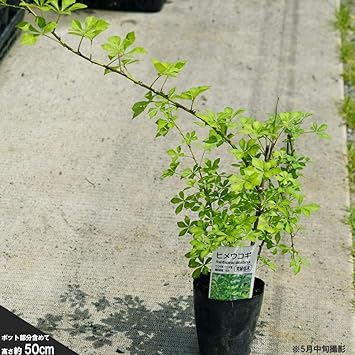 Amazon ヒメウコギ 姫五加木 ポット苗 五加皮はこの木の皮 落葉樹 薬用樹 珍しい 苗 苗木 植木