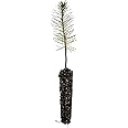 Ponderosa Pine | Small Tree Seedling | The Jonsteen Company
