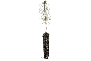 Ponderosa Pine | Small Tree Seedling | The Jonsteen Company