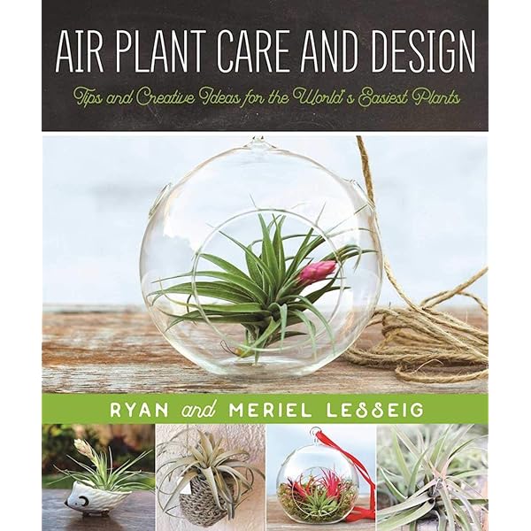 Living with Air Plants: A Beginner's Guide to Growing and