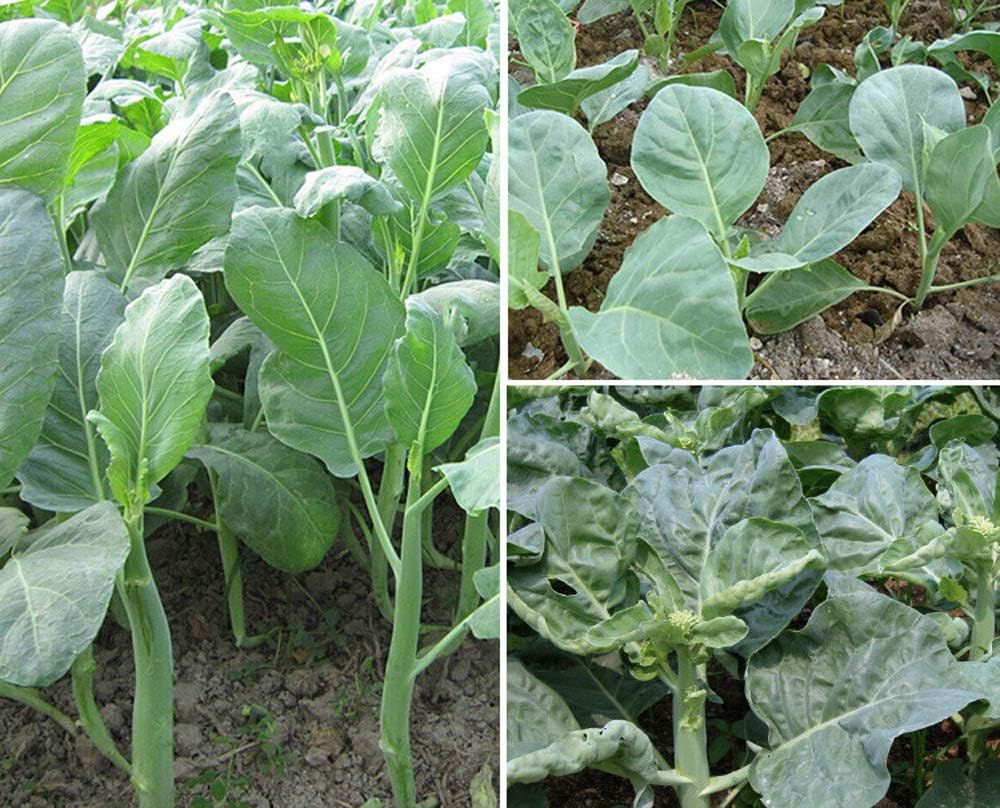 300+ Fresh Cabbage Mustard Garden Round Leaf Chinese Kale Seeds Broccoli Vegetable Non-GMO