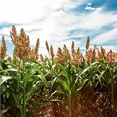 Mixrug 150+ Perennial Sugar Cane Seeds for Planting,Tropical Sugarcane Plant Seeds Non-GMO Heirloom Pollinated Variety for Outdoor Home