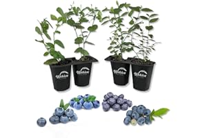 WEKIVA FOLIAGE Blueberry Variety Pack - 4 Live Starter Plants - Four Live Starter Plants for Your Edible Garden