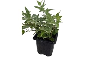 HIRT'S GARDENS Glacier English Ivy - Hedera - 2.5" Pot Indoors