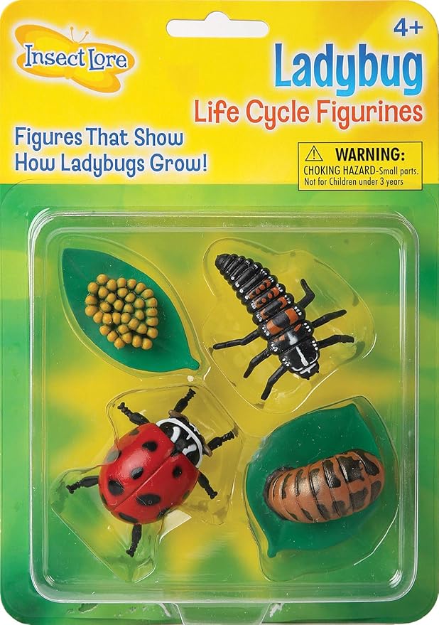 pics Lady Bug Larvae Images insect lore ladybug life cycle