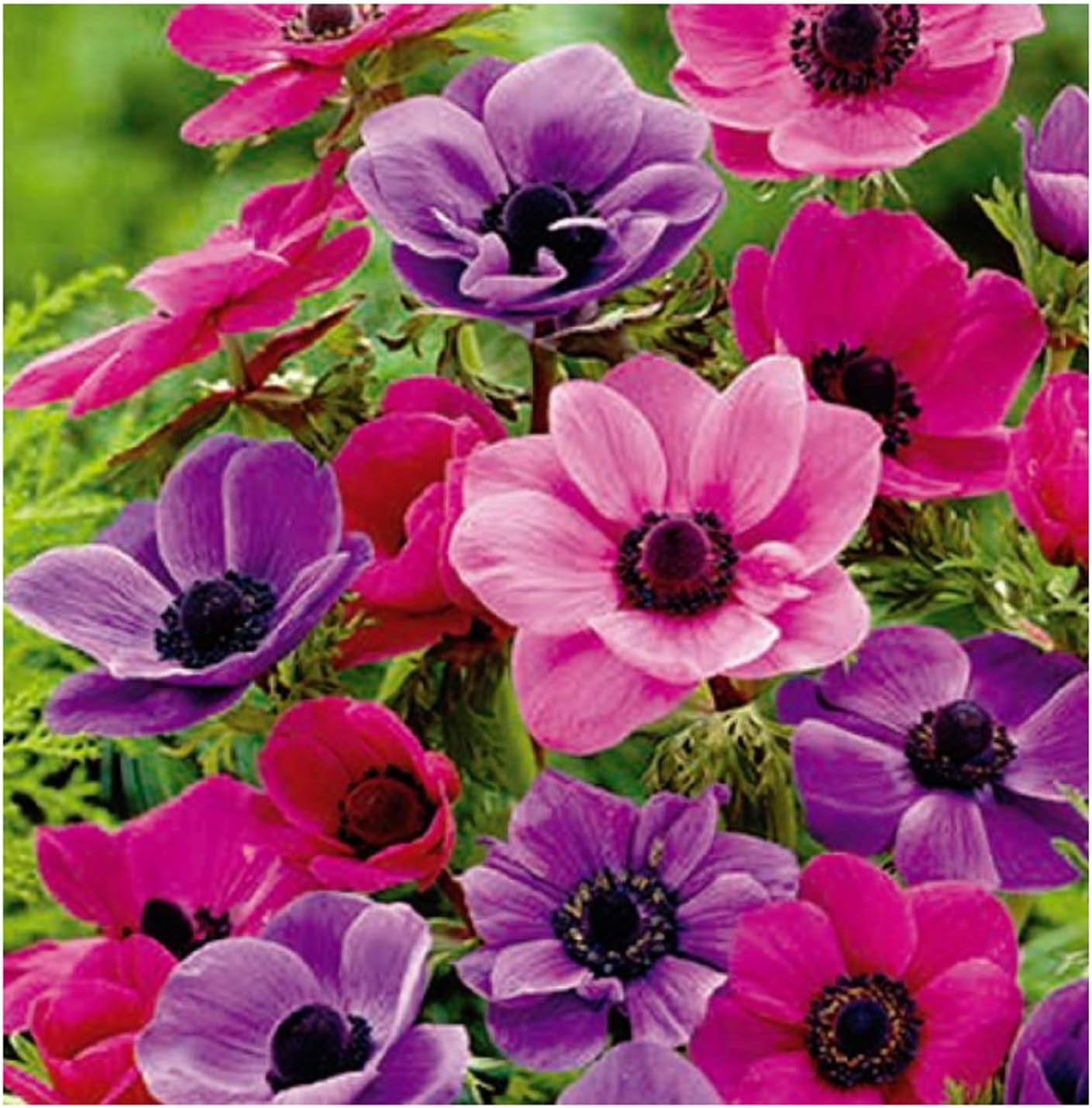 25 X Anemone Lila & Rosa Mischung-Blumenzwiebeln F1 Cebolla ...