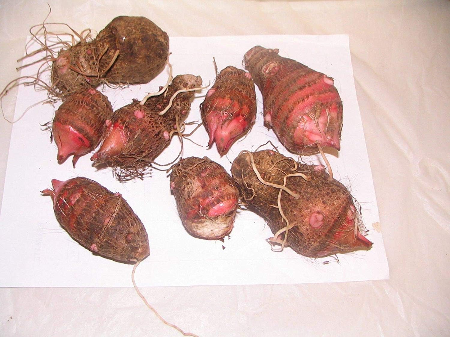 Germination Seeds 2 Elephant Ear Bulbs,"Black Magic," Colocasia