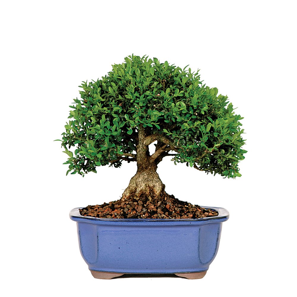 Amazon.com : Brussel’s Kingsville Boxwood Bonsai : Bonsai Plants