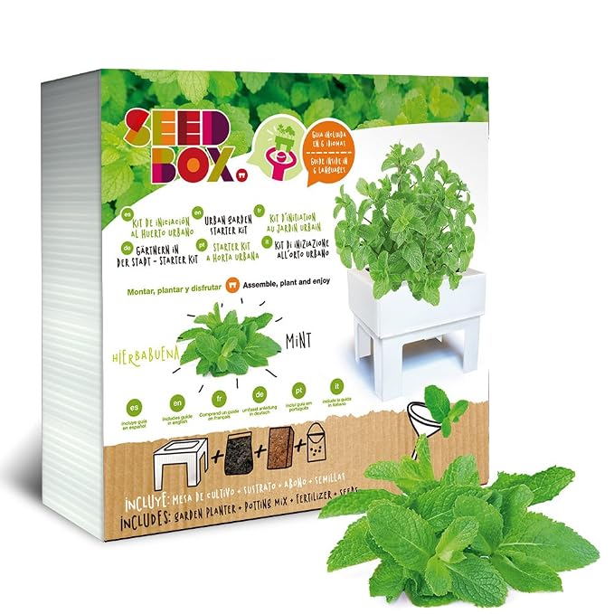 SeedBox SBKSS SBCUPE-Perejil: Amazon.es: Jardín