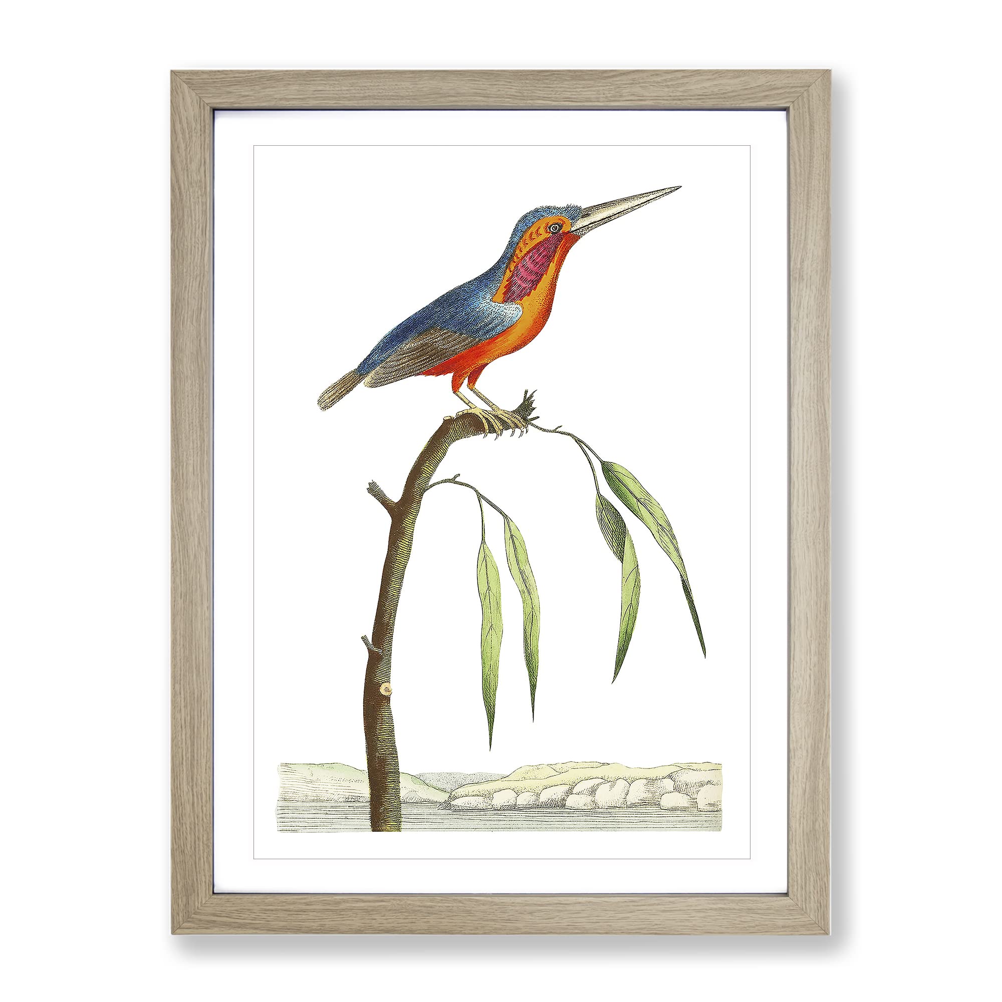 Minute Kingfisher By George Shaw Vintage Framed Wall Art Print, Ready to Hang Picture for Living Room Bedroom Home Office Décor, Oak A4 (34 x 25 cm)