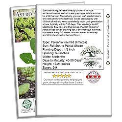 Astro Arugula Lettuce Seeds for