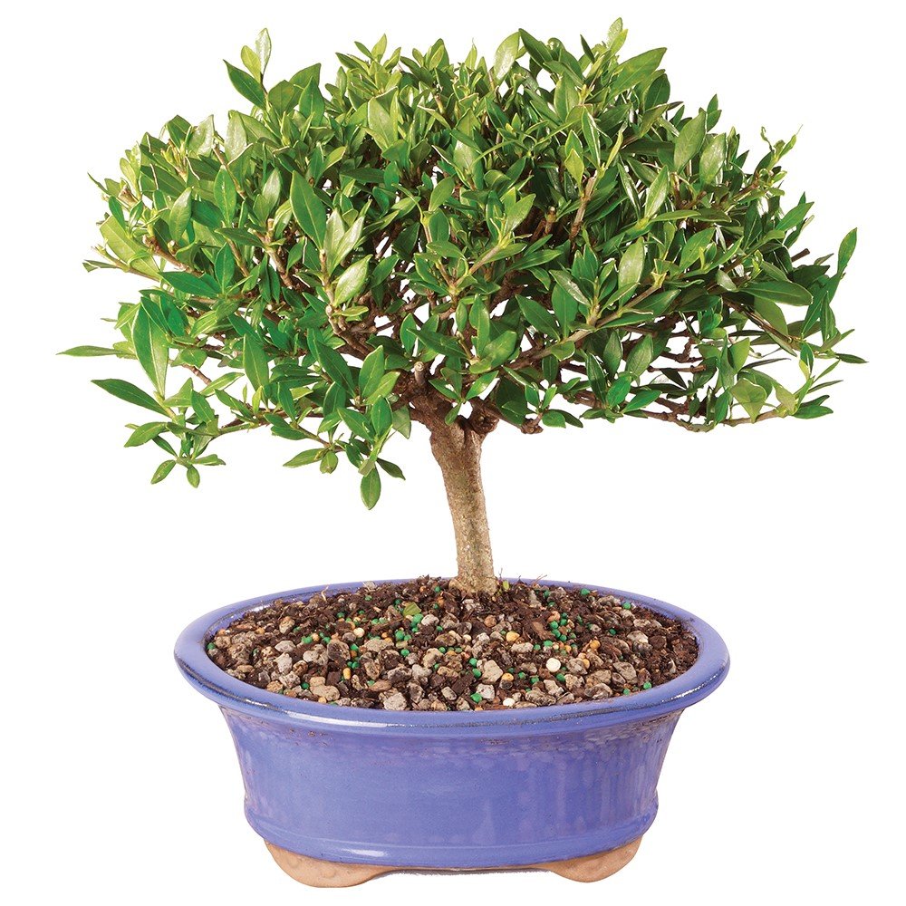 Brussel's Live Gardenia Outdoor Bonsai Tree