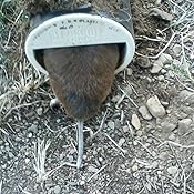 Mouse trap Mouse trap