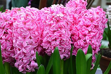 FernsFly IMP. Hyacinth Aromatic Charming Flower Bulbs Winter Flower Home Pot / Land Gardening Bulbs Blooming planting (Pack of 15 Pink Pearl Hyacinth)