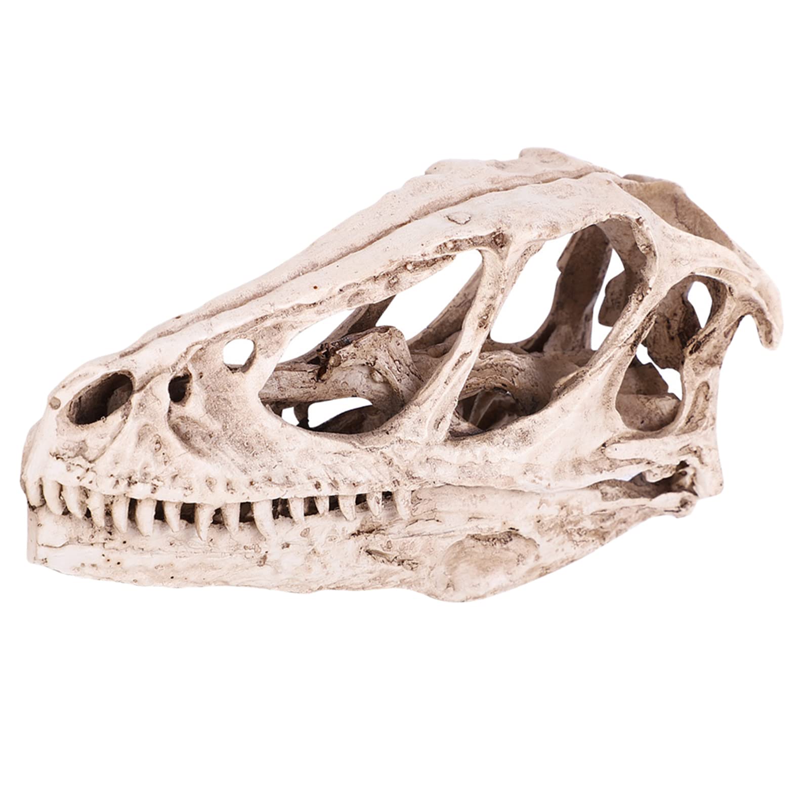 shenruifa Dinosaur Skull Model - Resin Replica for Home/Office Decor, Teaching Aid & Photography Prop, Realistic Animal Skeleton Display