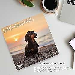 July 2025- December 2026 Dachshund Wall Calendar 18
