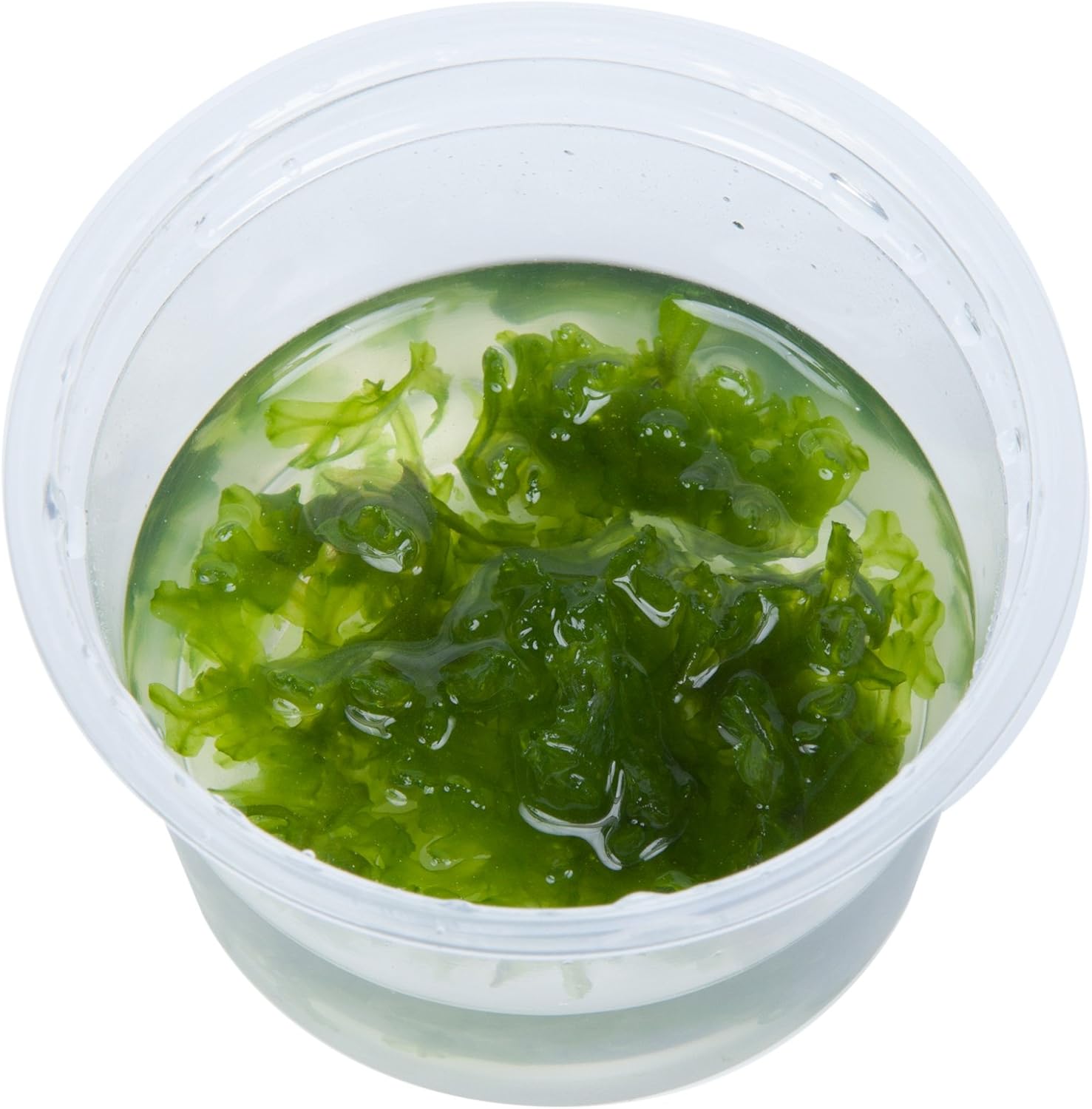 Tropica Monosolenium Tenerum Liverwort 1 2 Grow Tissue Culture In Vitro Live Aquarium Plant Shrimp Safe Snail Free Pet Supplies Aquarium Decor Springcanyonwsd Com