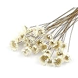 100 stems Natural Dry Flowers Brazilian Small Star Daisy Decorative Dried flowers Mini Daisy Chamomile Bouquet for Wedding Fl