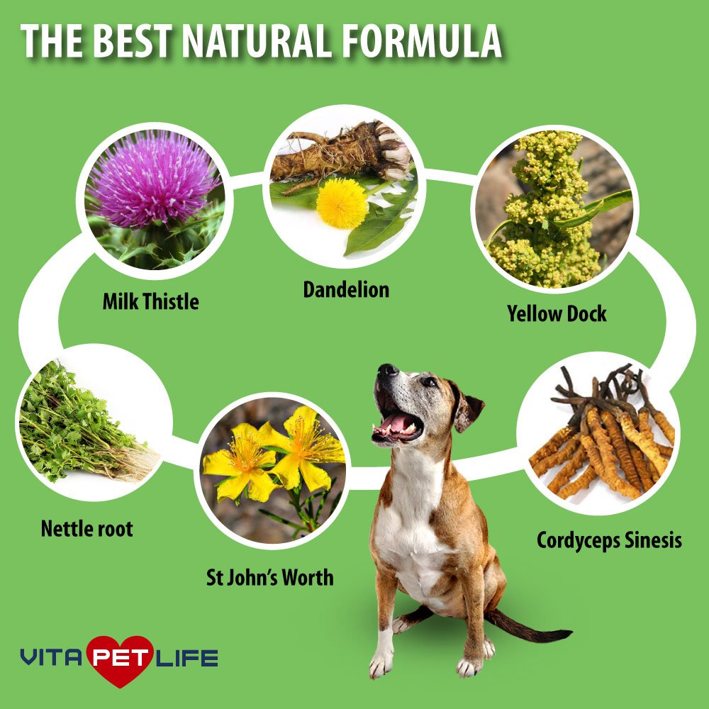 Milk Thistle Liver, Kidney and Bladder Support for Dogs, Detox, DHA