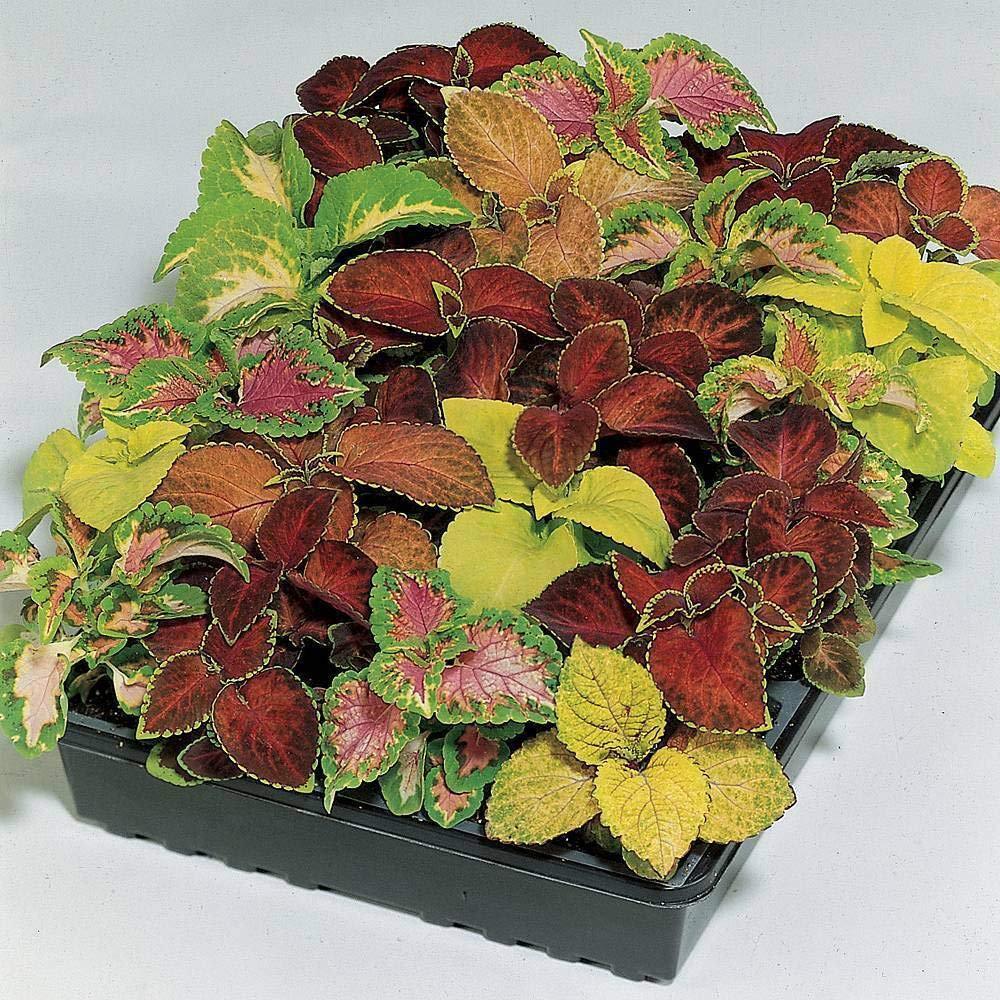Coleus 'Wizard Mixed' Seeds Painted Nettle Tender Perennial Plants Colourful Foliage 1 Packet of 50 Seeds by Thompson and Morgan