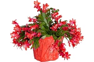 Costa Farms Christmas Cactus Live Plant in Holiday Gift Wrap Pot, Easy to Maintain Flowering Indoor Houseplant, Holidays Room Decor, Seasonal Christmas Gift, 8-10 Inches Tall