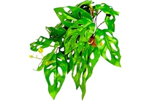 Woyrise Reptile Artificial Plants with Base, Terrarium Decor Amphibian Habitat Plant, Bearded Dragon Tank Accessories fit Gecko Lizard Chameleon Snake Frog - Monstera