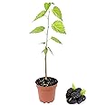 Everbearing Mulberry Tree - 5 Live Plants in 4 Inch Pots - Edible Fruit Tree for The Patio and Garden