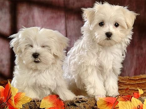pictures of maltese dogs and puppies