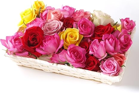 Amazon ベルローゼス バラ風呂ギフト 50輪以上 お風呂に浮かべる生花のバラの花首の詰め合わせ 誕生日 御 祝 記念日 ご自宅用 産直ローズのギフトセット 花 観葉植物 フラワーギフト オンライン通販